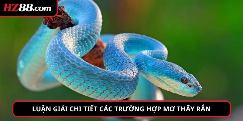 Luận giải chi tiết các trường hợp mơ thấy rắn